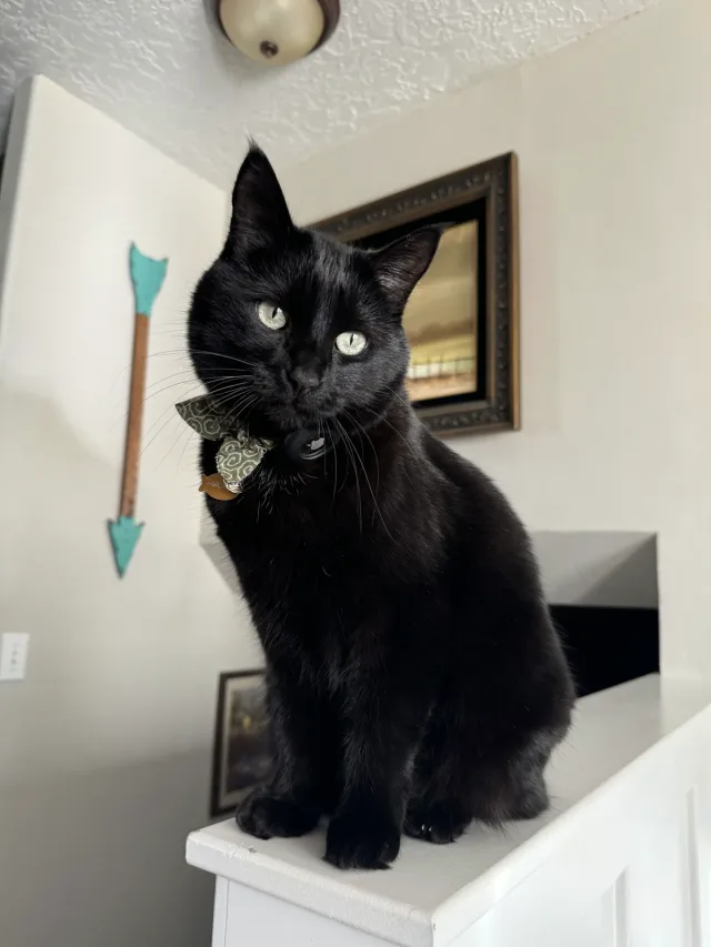 Mochi the black cat sitting on a banister in a bow tie collar