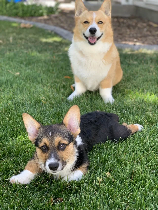 Moose the corgi sitting on the lawn behind Marty, a corgi puppy lying in the grass